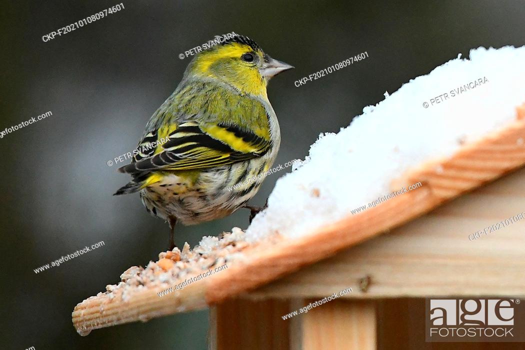 Stock Photo: Eurasian siskin, (Spinus spinus), bird is sitting on feeder in Letovice, Czech Republic, on January 8, 2021. On this day, the annual census of birds on feeders.