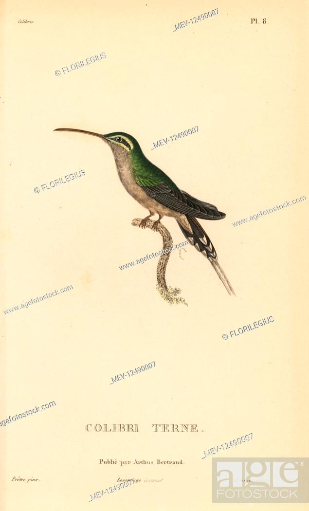 Stock Photo: Dusky-throated hermit, Phaethornis squalidus (Trochilus squalidus). Handcolored steel engraving by Coutant after an illustration by Jean-Gabriel Pretre from.