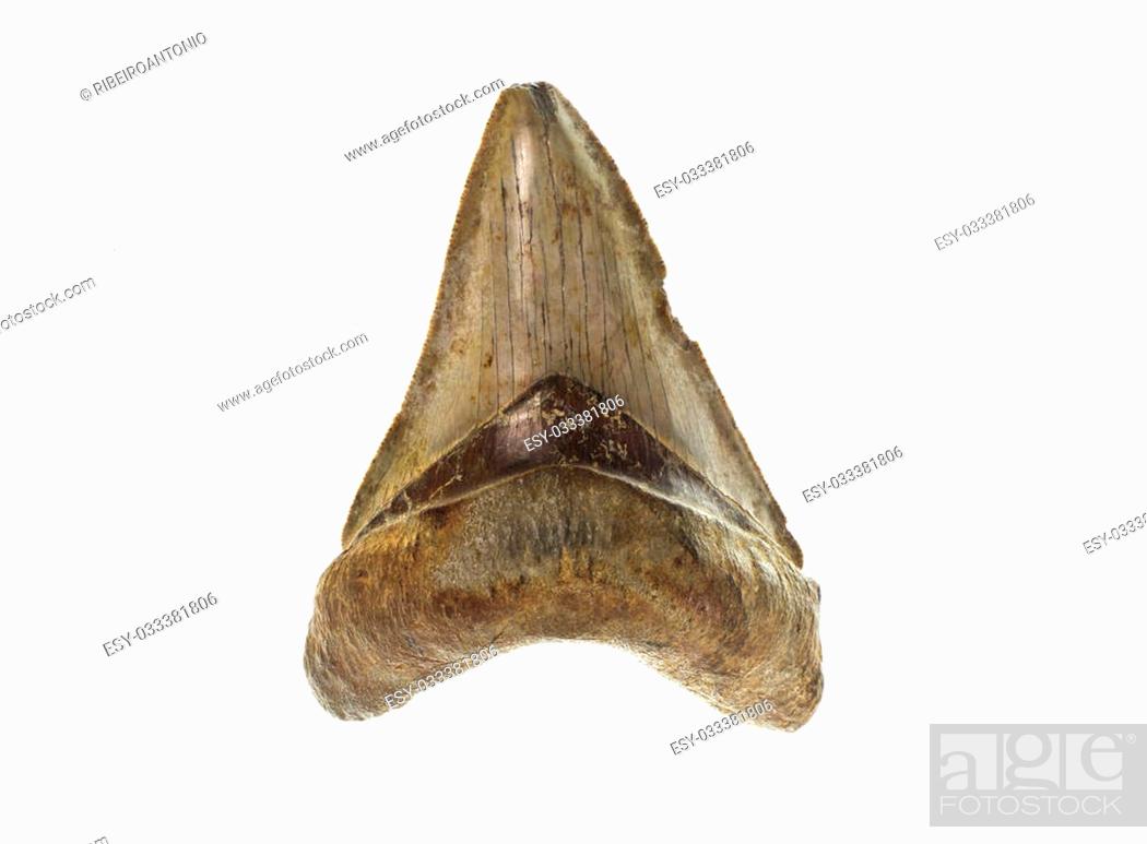 Stock Photo: Front of a fossilised tooth from a prehistoric C. Megalodon shark.