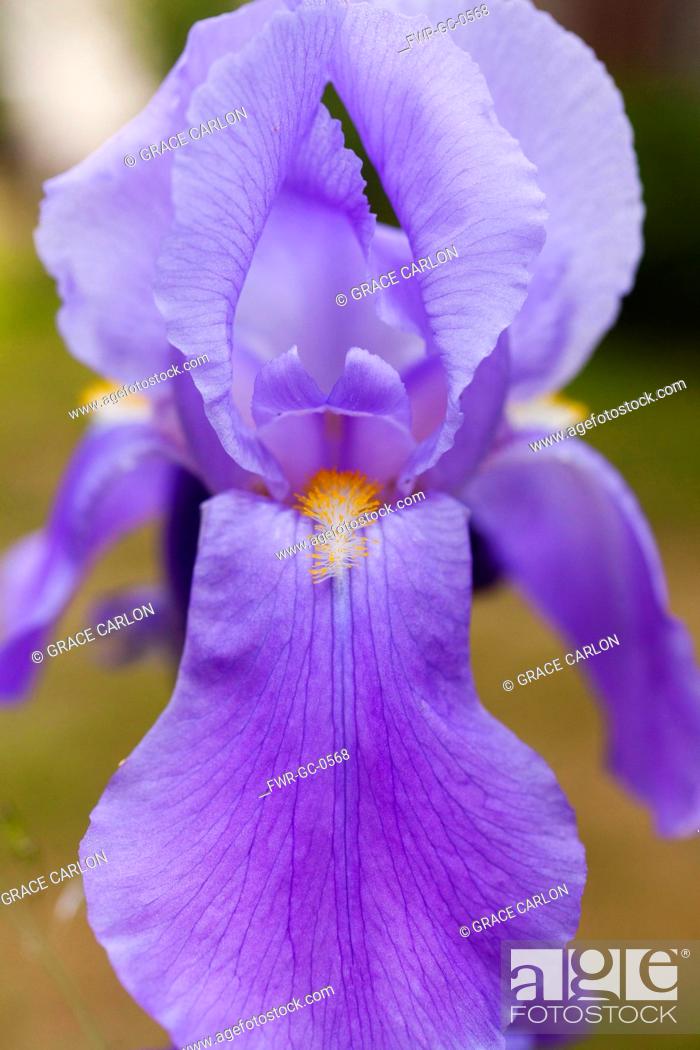 Imagen: Iris, Close up of mauve coloured flower growing outdoor.