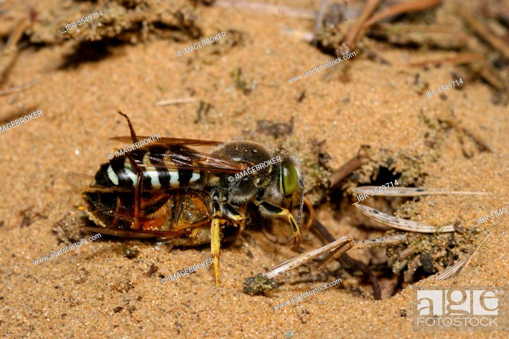 Stock Photo: Beaked gyro wasp.