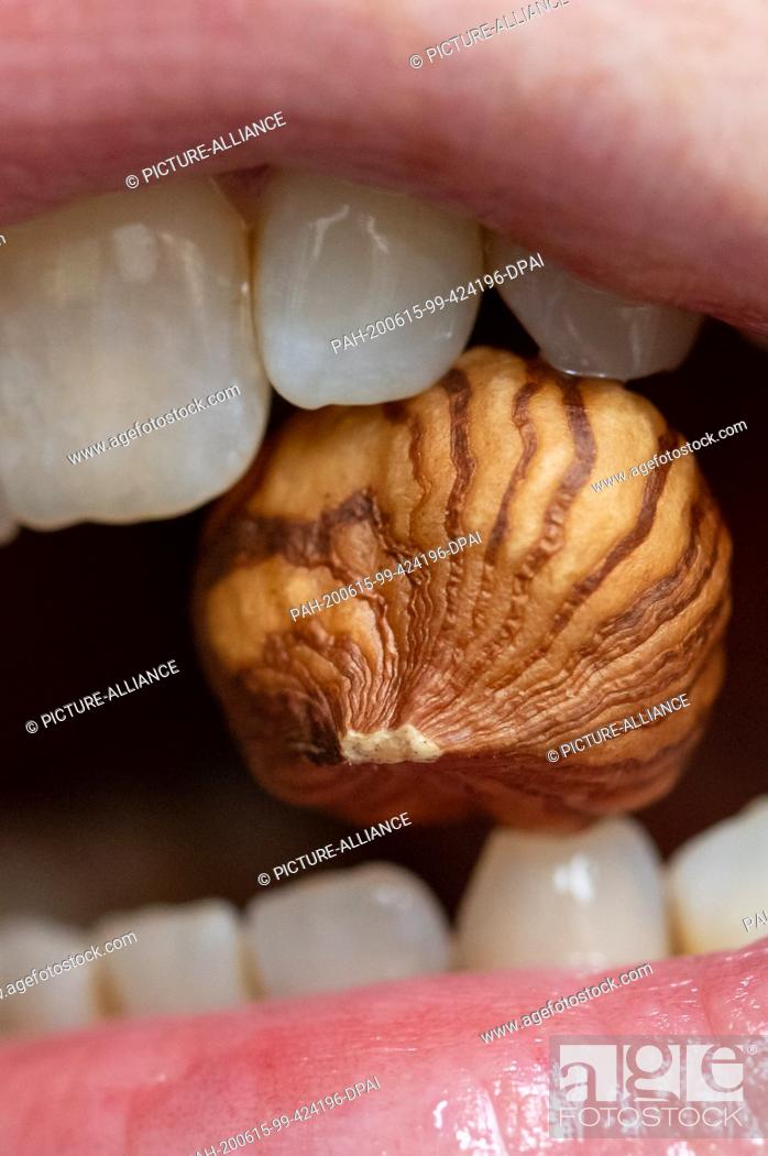 Stock Photo: 14 June 2020, Bavaria, Nuremberg: ILLUSTRATION - A woman holds a hazelnut kernel between her teeth. Cow's milk, wheat or nuts - some people react violently to.
