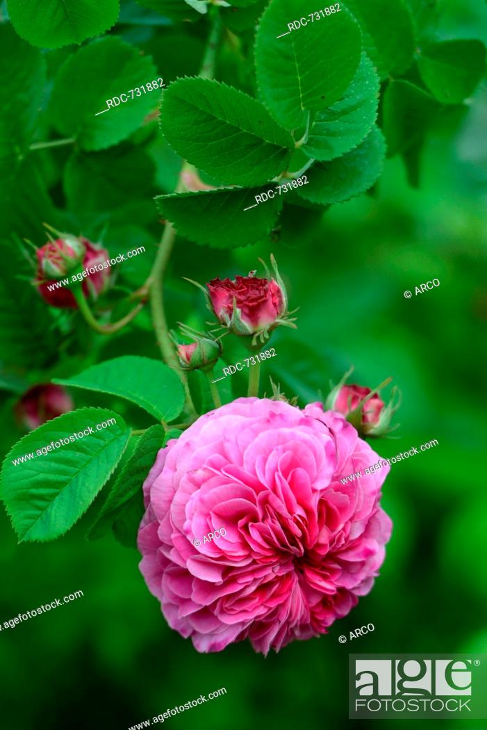 Damascus Rose Rosa Damascena Variety Duc De Cambridge Laffay Fr Ca Stock Photo Picture And Rights Managed Image Pic Rdc 731882 Agefotostock