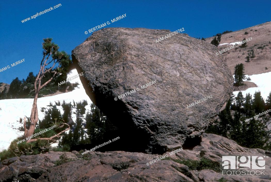 Stock Photo: Glacial Erratic & Whitebark Pine (Pinus albicaulis) Lassen Volcanic NP, California.