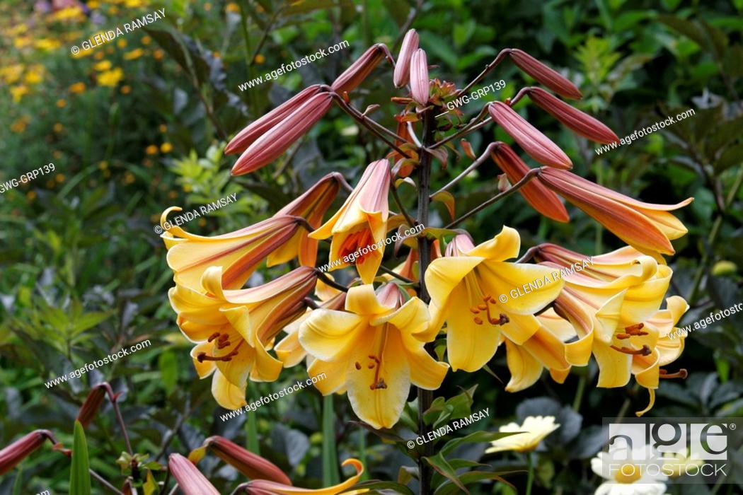 Lilium African Queen Lily Stock Photo Picture And Rights Managed Image Pic Gwg Grp139 Agefotostock