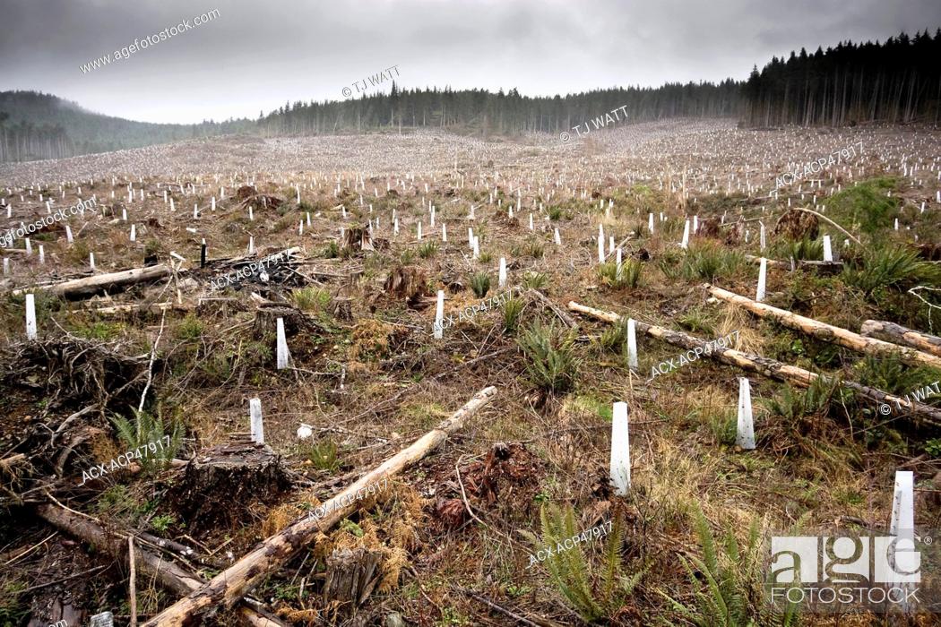 Stock Photo: Plastic cones cover new seedlings planted in a second-growth forest clearcut between the towns of Sooke and Jordan River on southern Vancouver Island.
