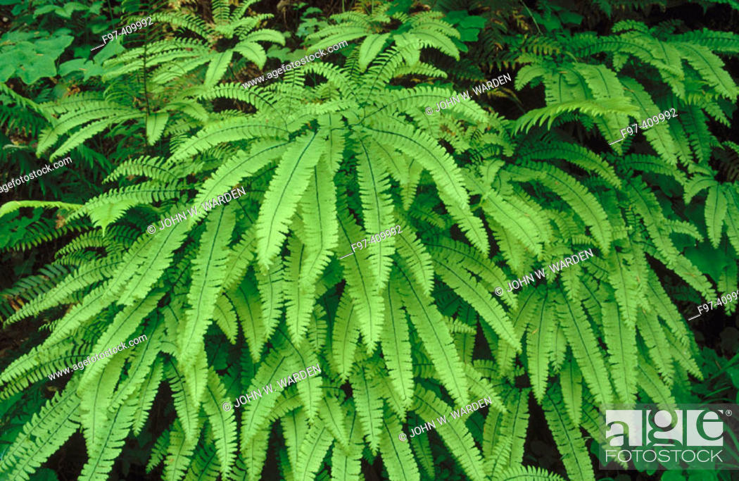 American Maidenhair Fern Adiantum Pedatum Columbia Gorge Oregon Usa Stock Photo Picture And Rights Managed Image Pic F97 409992 Agefotostock