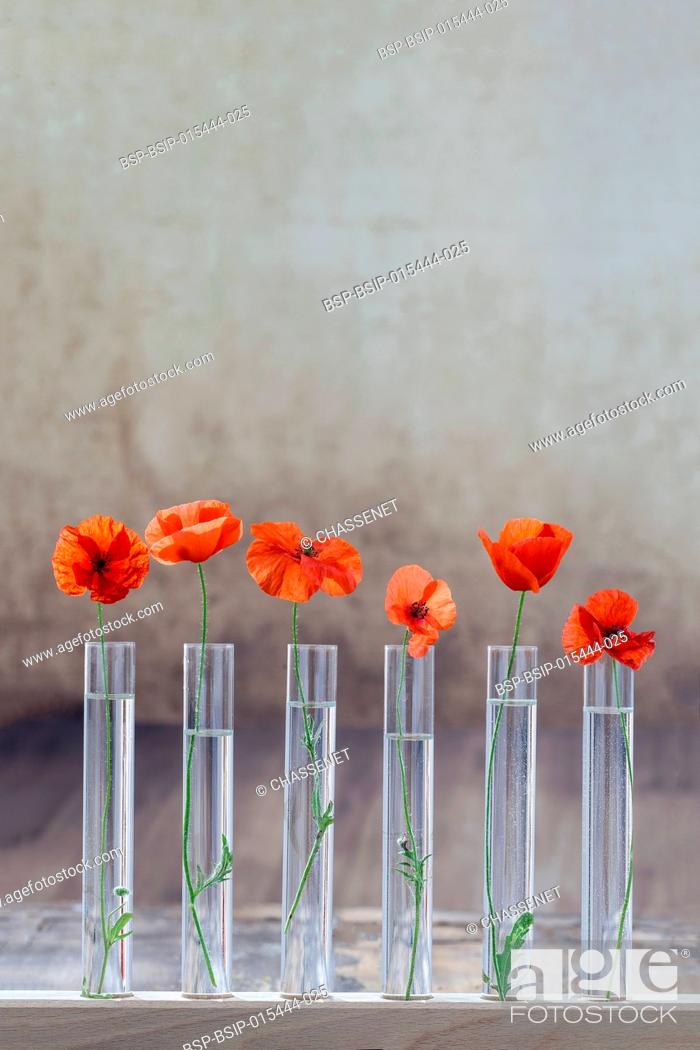 Stock Photo: Poppy in test tube for herbal medicine and essential oil on . The concept of biological research.