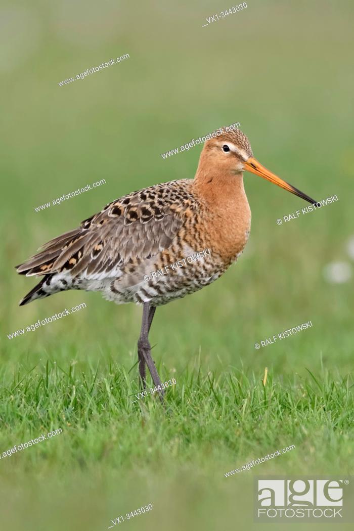 Stock Photo: Black-tailed Godwit / Uferschnepfe ( Limosa limosa) in breeding dress, perched in a vernal meadow with flowering daisies, wildlife, Europe.