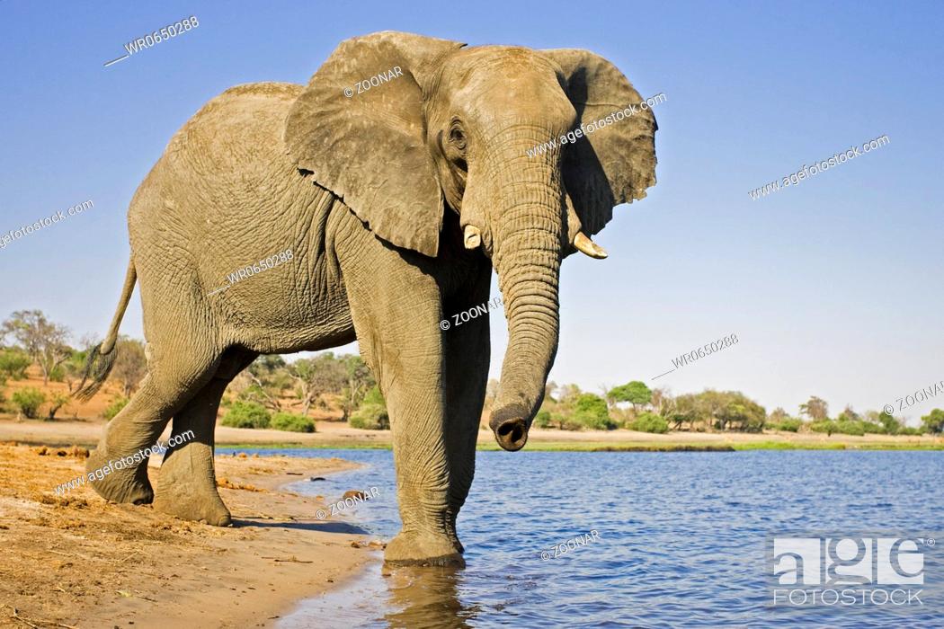 Stock Photo: Afrikanische Elefant Loxodonta africana am Chobe Fluss, Chobe River, Chobe-Nationalpark, Botswana, Afrika, African Elephant at Chobe River, Chobe NP, Africa.