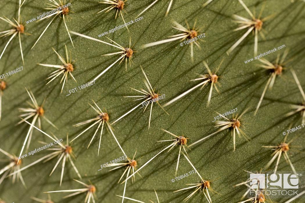 Imagen: Extreme close up spiky green cactus leaf.
