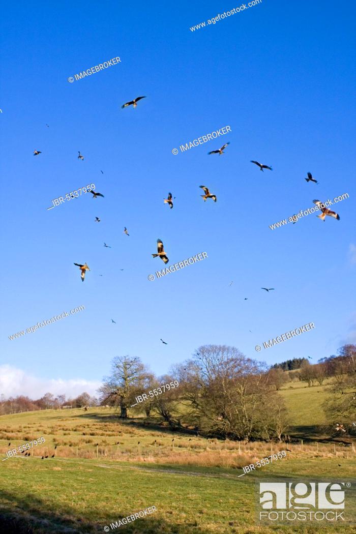 Imagen: Flock of red kite (Milvus milvus) in flight, gathering over feeding station, Gigrin Farm, Powys, Wales, United Kingdom, Europe.