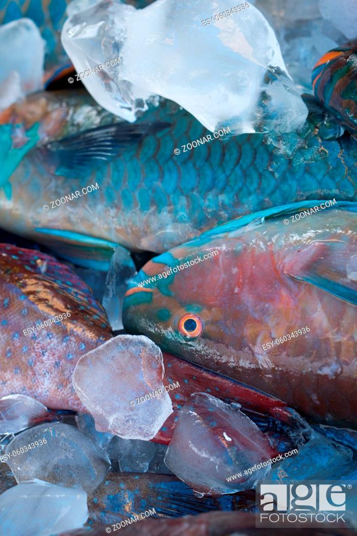 Stock Photo: Closeup of turquoise parrot fish preserved on ice at fishmarket.