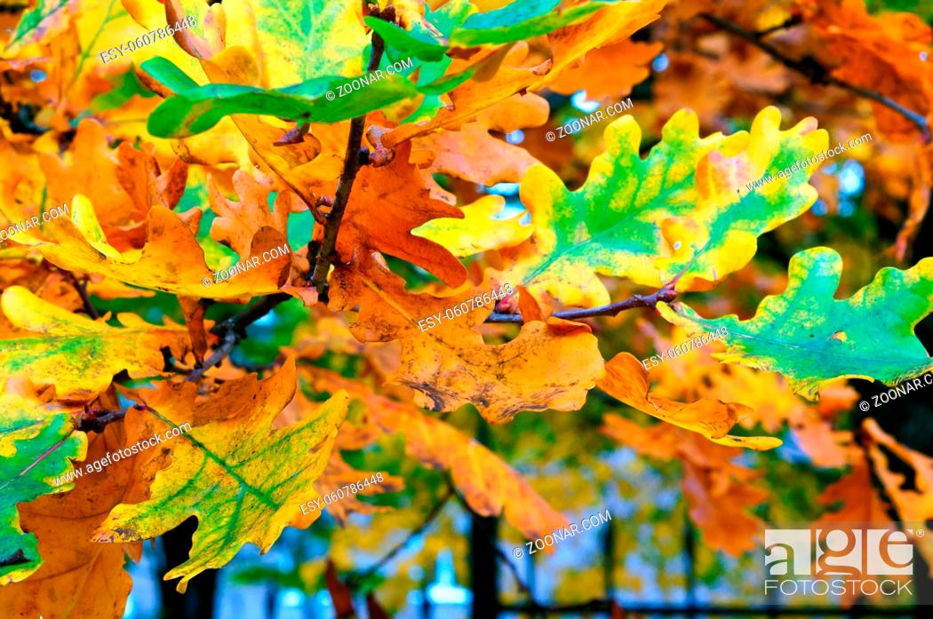 Stock Photo: yellowed and reddened leaves of trees in autumn, autumn yellow leaves.