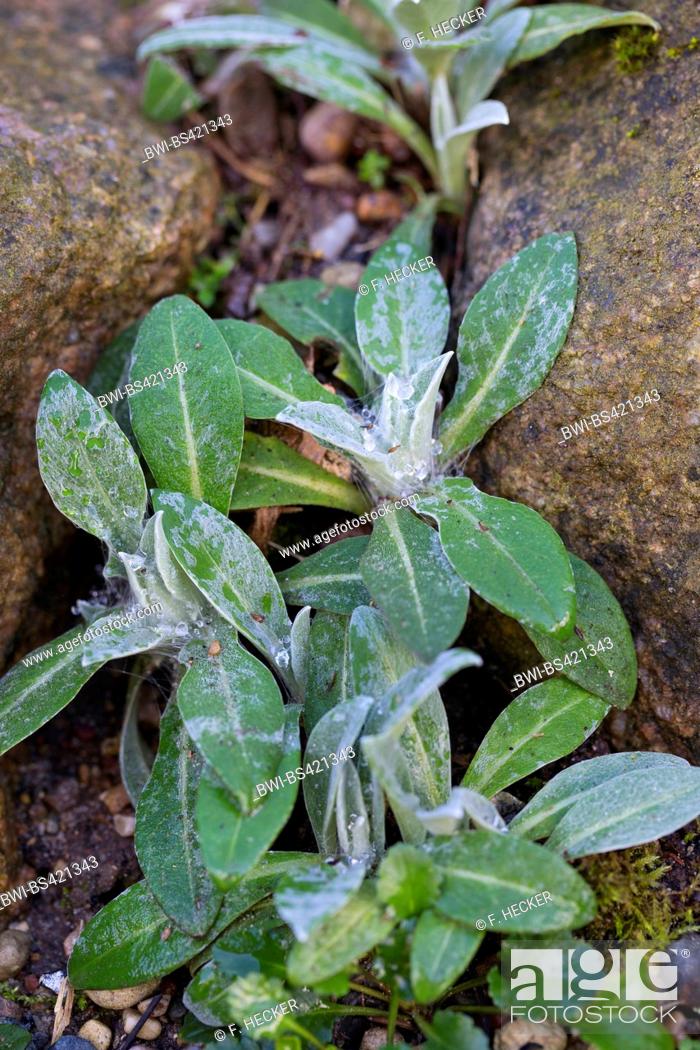 Stock Photo: Montane star-thistle, Perennial cornflower, Mountain knapweed, Mountain cornflower, Bachelor's button, Mountain Bluet (Centaurea montana), young plants, Germany.