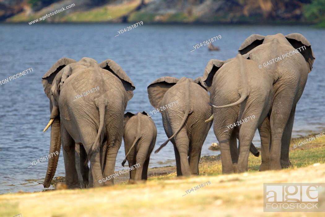 Imagen: African Elephants (Loxodonta africana), in the river, Chobe National Park, Botswana.