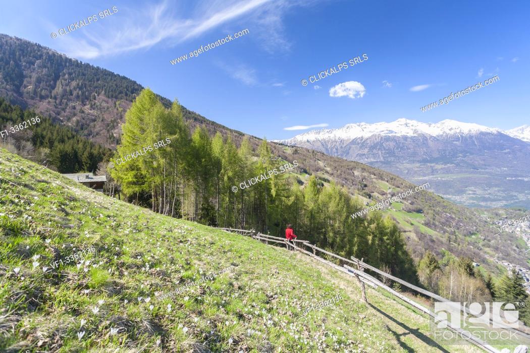 Stock Photo: Hiker looks towards the green valley during spring, Larice, Valgerola, Valtellina, Sondrio province, Lombardy, Italy.