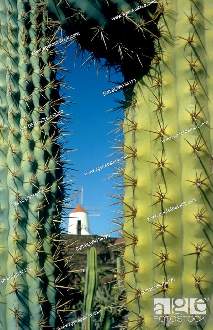 cadena Subordinar Libro Guinness de récord mundial Cactus garden of César Manrique , Canary, Lanzarote, Las Palmas de Gran  Canaria, Guatiza, Stock Photo, Picture And Rights Managed Image. Pic.  BWI-BLWS156179 | agefotostock
