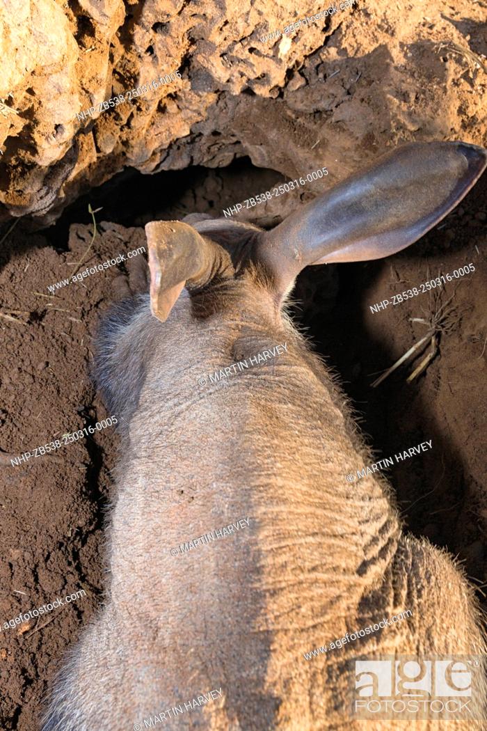 The Aardvark or Antbear is a burrowing, nocturnal animal native to Africa,  Stock Photo, Picture And Rights Managed Image. Pic. NHP-ZB538-250316-0005 |  agefotostock