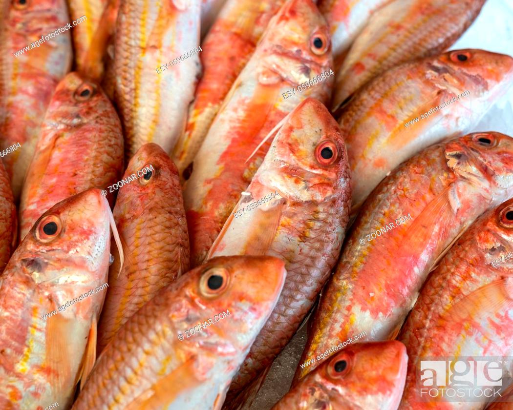 Stock Photo: Red striped mullet on ice at the seafood market.Mediterranean fish and it is also the best ingredient of the diet.