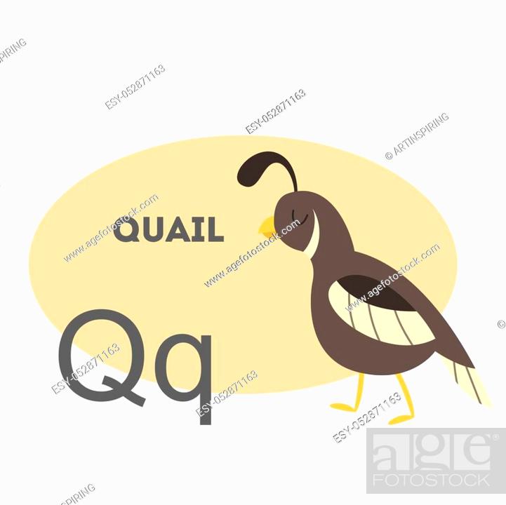 Quail on alphabet. Letter Q with funny animal, Stock Vector, Vector And Low  Budget Royalty Free Image. Pic. ESY-052871163 | agefotostock