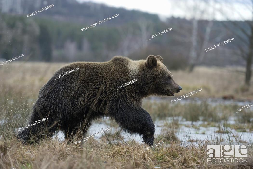 Photo de stock: European Brown Bear / Europaeischer Braunbaer ( Ursus arctos ) young cub, walking through open grassland, frozen marshland.