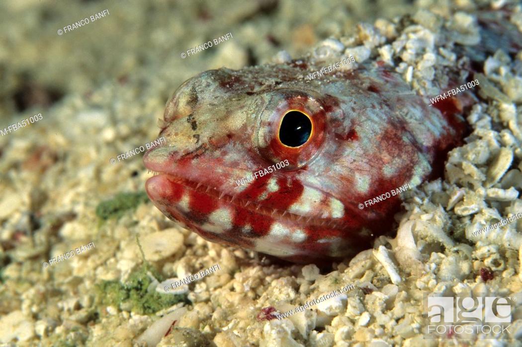 Stock Photo: Clearfin lizardfish, Synodus dermatogenys, Micronesia, Pacific, Palau.