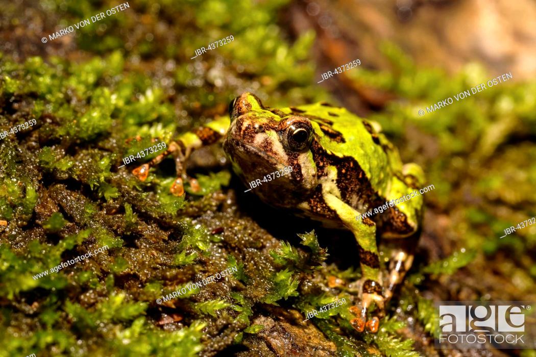 Stock Photo: Madagascar Rain Frog (Scaphiophryne madagascariensis), Analamazoatra Special Reserve, Andasibe-Mantadia National Park, eastern Madagascar, Madagascar.