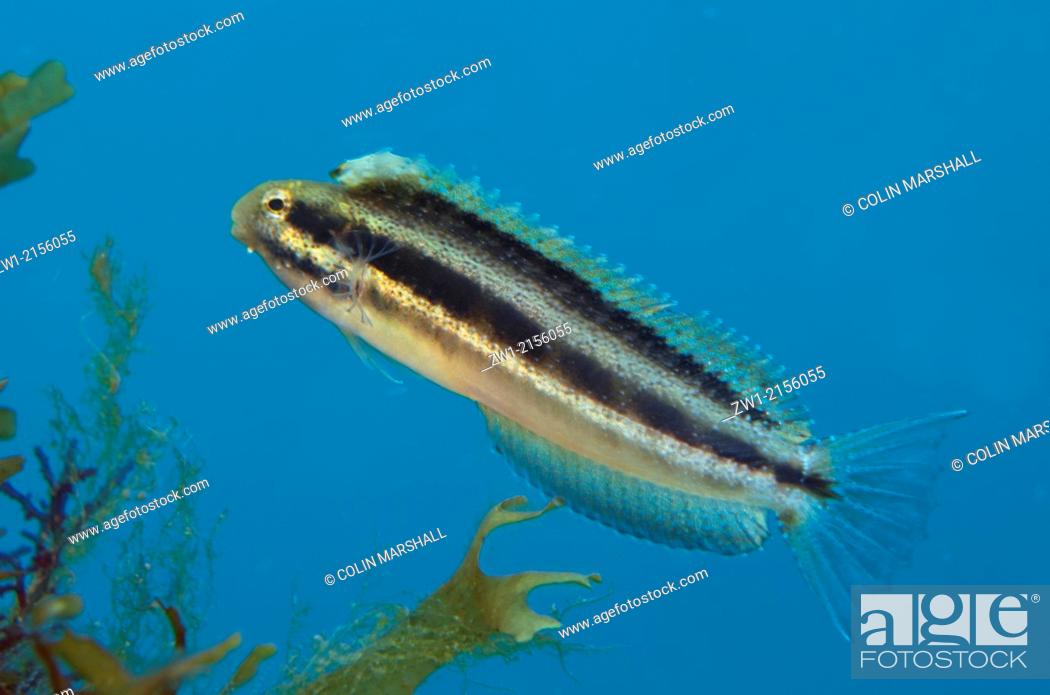 Stock Photo: Shorthead Fangblenny (Petroscirtes breviceps) at Malawi Wreck dive site in Lembeh Straits in Sulawesi in Indonesia.