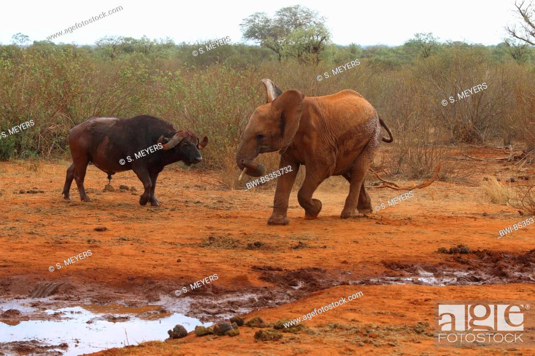 Stock Photo: African buffalo (Syncerus caffer), buffalo and young elephant, Kenya, Tsavo East National Park.