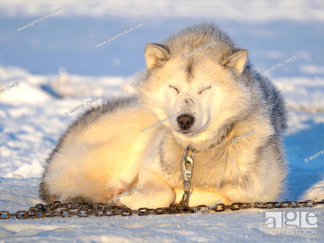 Sled dog during winter in Uummannaq in the north west of Greenland, Stock  Photo, Picture And Rights Managed Image. Pic. X8C-3159079 | agefotostock