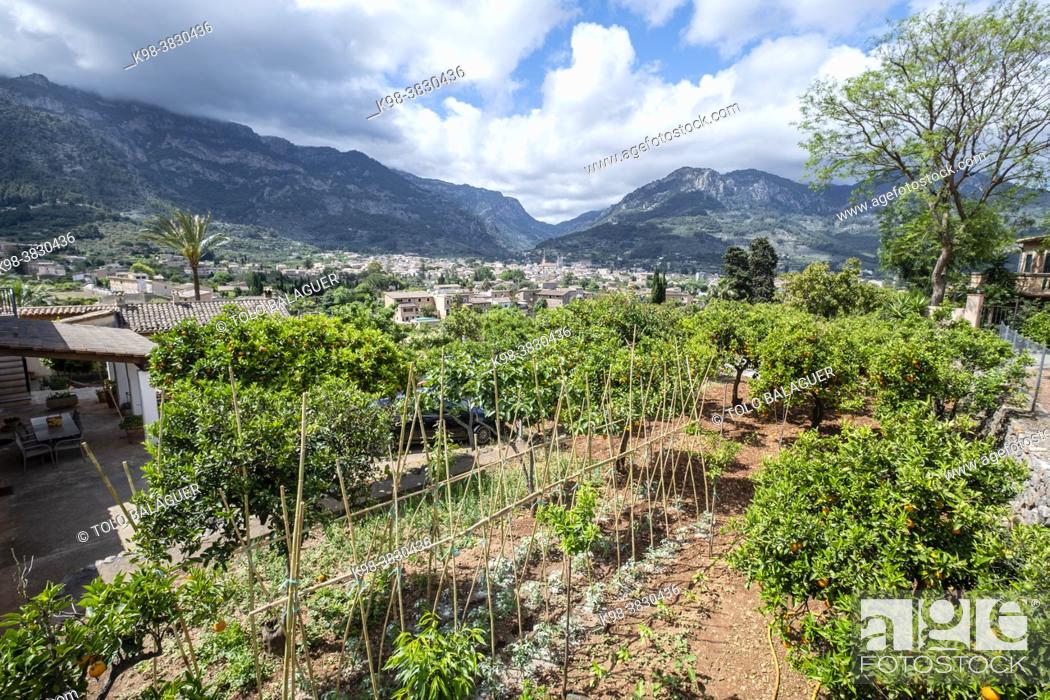 Stock Photo: Soller vegetable garden, Soller valley route, Mallorca, Balearic Islands, Spain.