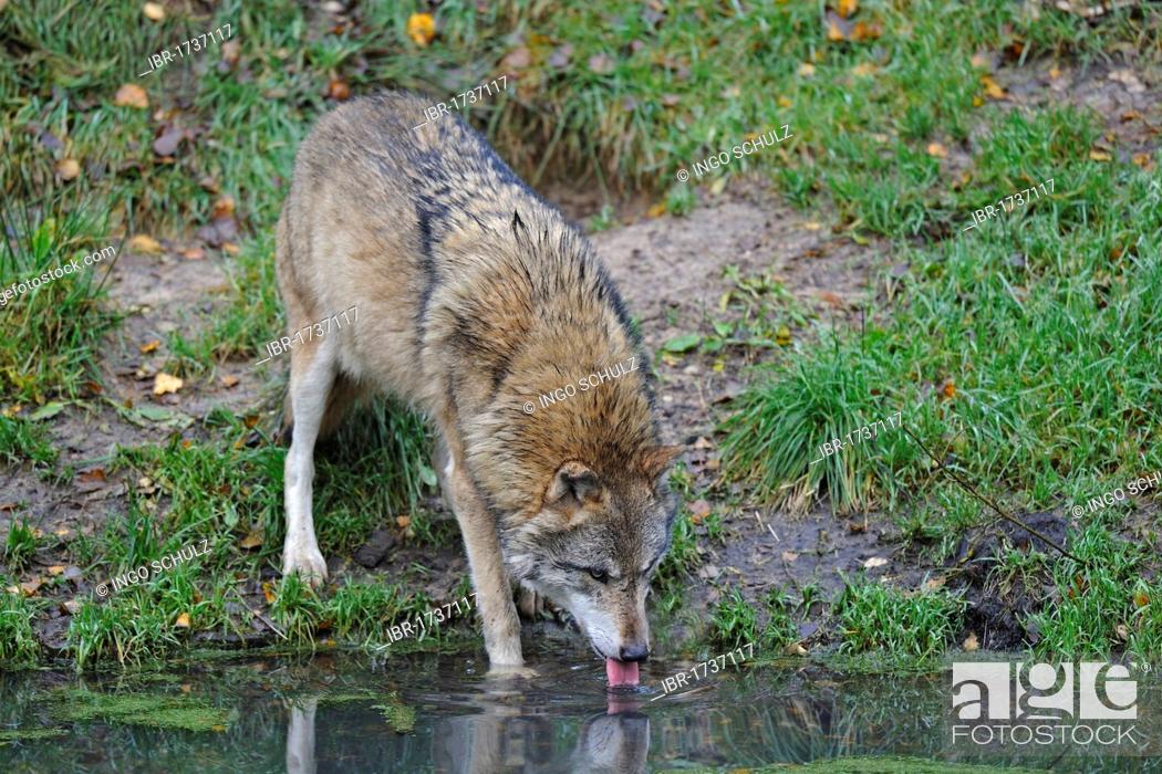 Stock Photo: Grey wolf (Canis lupus), drinking water from a pond.