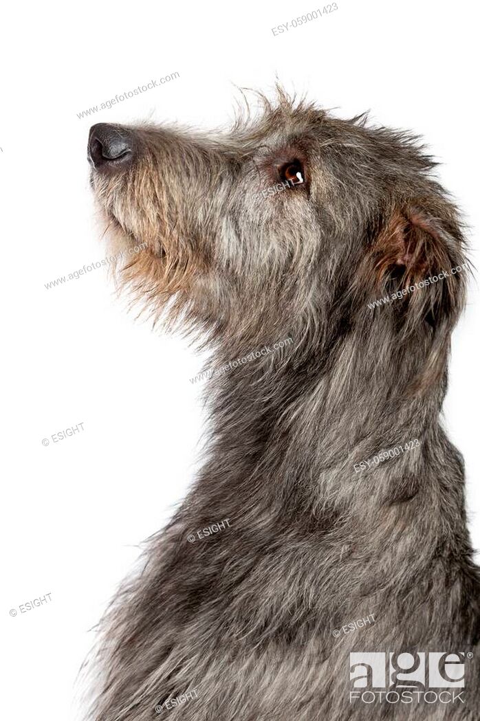 Stock Photo: Irish wolfhound in front of a white background.