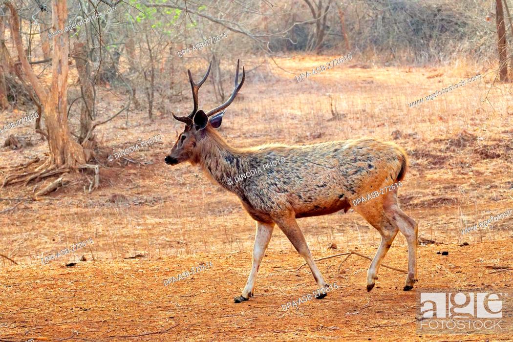 Sambar Deer at Gir Wildlife Sanctuary, Gujarat, India, Asia, Stock Photo,  Picture And Rights Managed Image. Pic. DPA-ASB-272616 | agefotostock