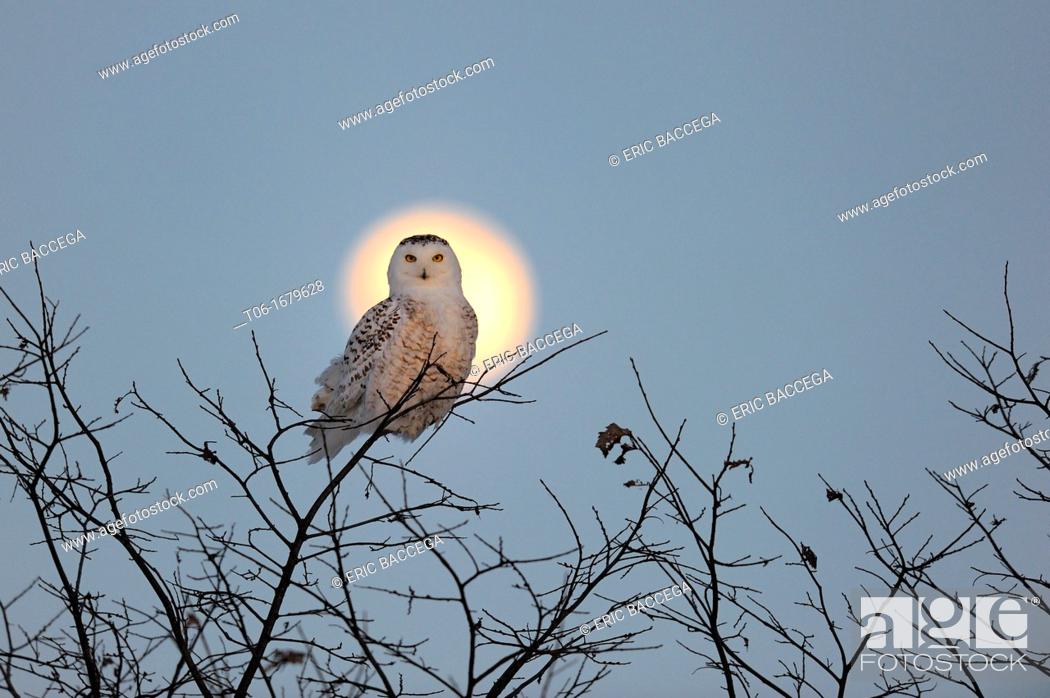 Stock Photo: Snowy owl Bubo scandiaca perched on branch with full moon rising  Quebec , Canada.