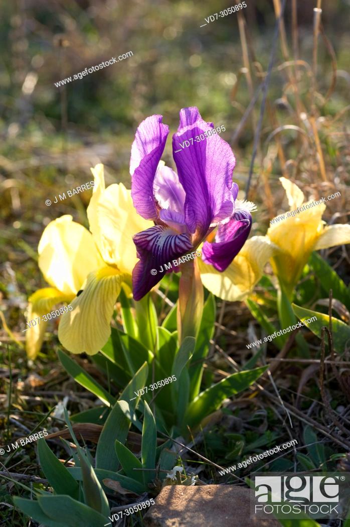 Stock Photo: Crimean iris (Iris lutescens) is a perennial plant native to north east Spain, south France, Italy and Portugal. The flowers can be yellow or violet.