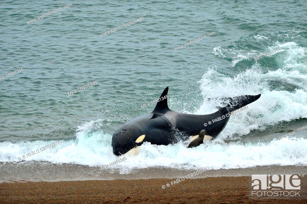 Stock Photo: Orca / Killer Whale (Orcinus orca). hunting South American Sea Lion (Otaria flavescens) series 5 of 10 - Peninsula Valdes, Patagonia, Argentina, South Atlantic.