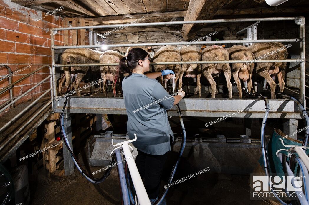 Stock Photo: The breeder prepares sheep for milking in her barn.