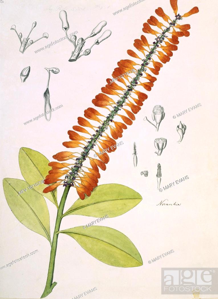 Stock Photo: Plate 87 from Original Watercolour Drawings of Plants made in British Guiana by Sir Robert Hermann Schomburgk (Dicotyledons).