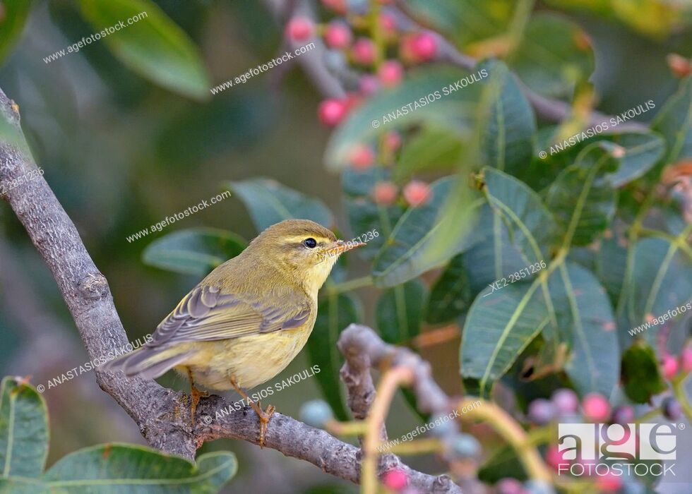 Stock Photo: Willow Warbler (Phylloscopus trochilus), Greece.