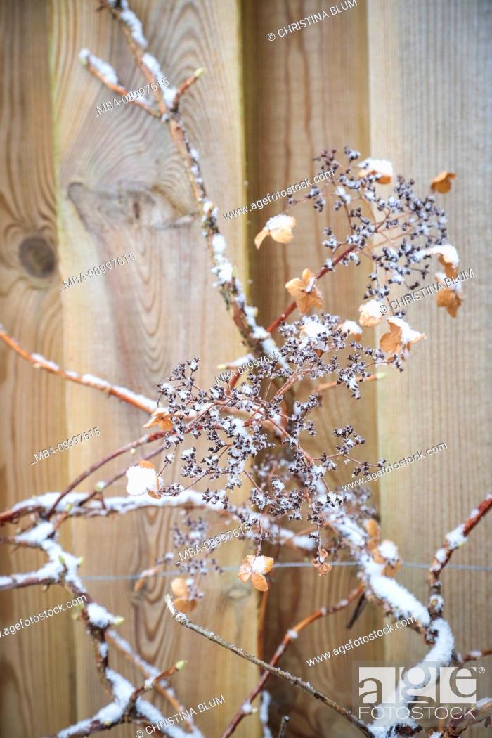 Branches Of A Climbing Hydrangea In Winter Snowy Stock Photo Picture And Rights Managed Image Pic Mba 08997615 Agefotostock