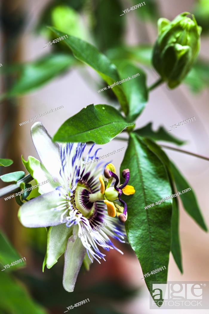 Stock Photo: Passiflora caerulea, the blue passionflower, bluecrown passionflower or passion flower, is a species of flowering plant native to South America.