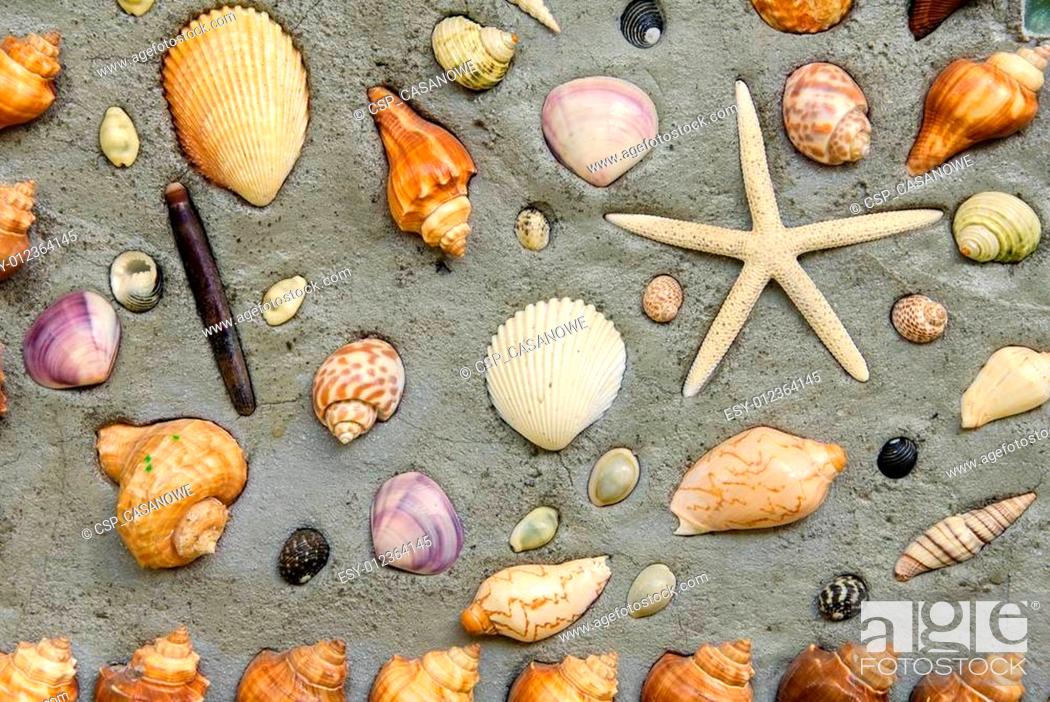 Stock Photo: Starfish and shells to decorate on cement wall.