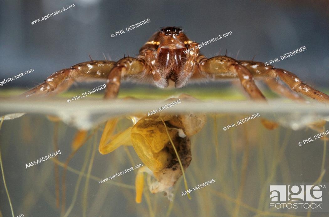 Photo de stock: Fishing Spider & Waterbug (Dolomedes sp).