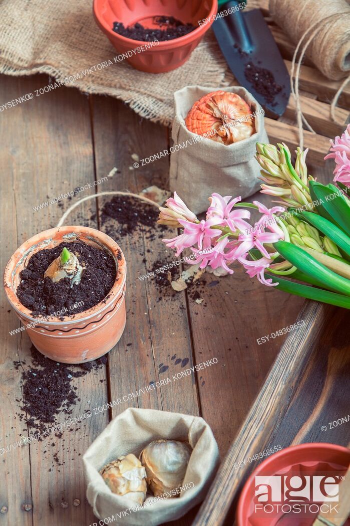 Stock Photo: Gardening and planting concept. Seedlings garden tools, tubers (bulbs) gladiolus and hyacinth, flowers pink hyacinth. Toned and processing photo.