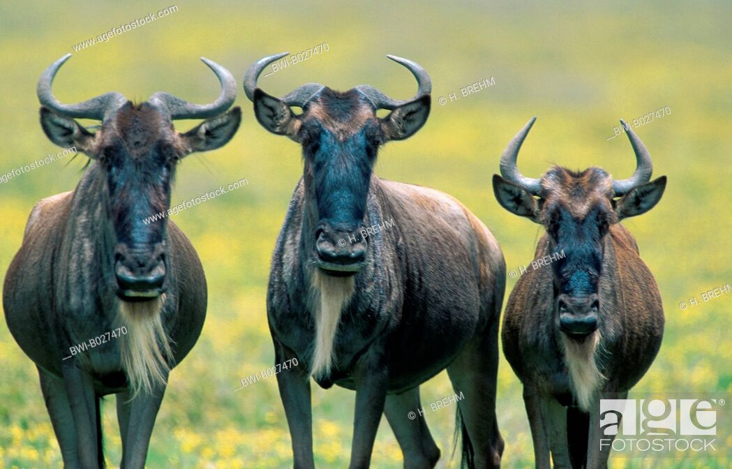 blue wildebeest, brindled gnu, white-bearded wildebeest (Connochaetes  taurinus), Stock Photo, Picture And Rights Managed Image. Pic. BWI-B027470  | agefotostock