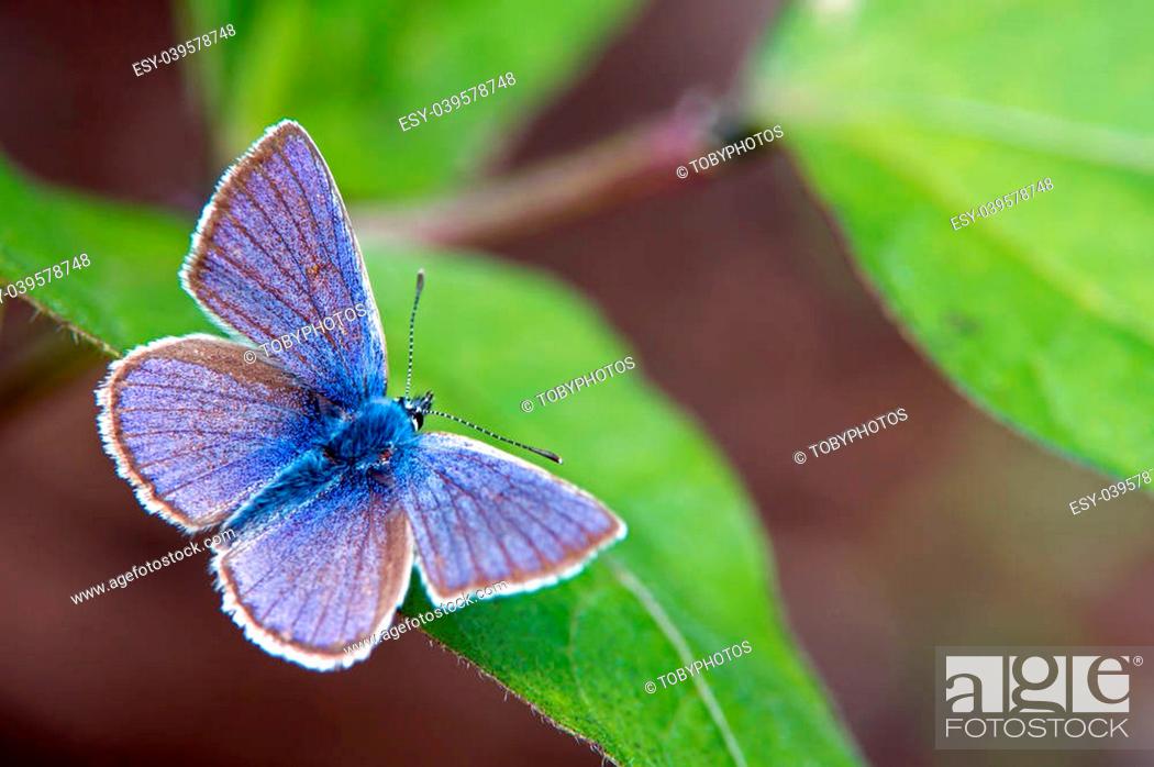 Stock Photo: The beautiful male Mazarine Blue (Polyommatus semiargus) in Uppland, Sweden.