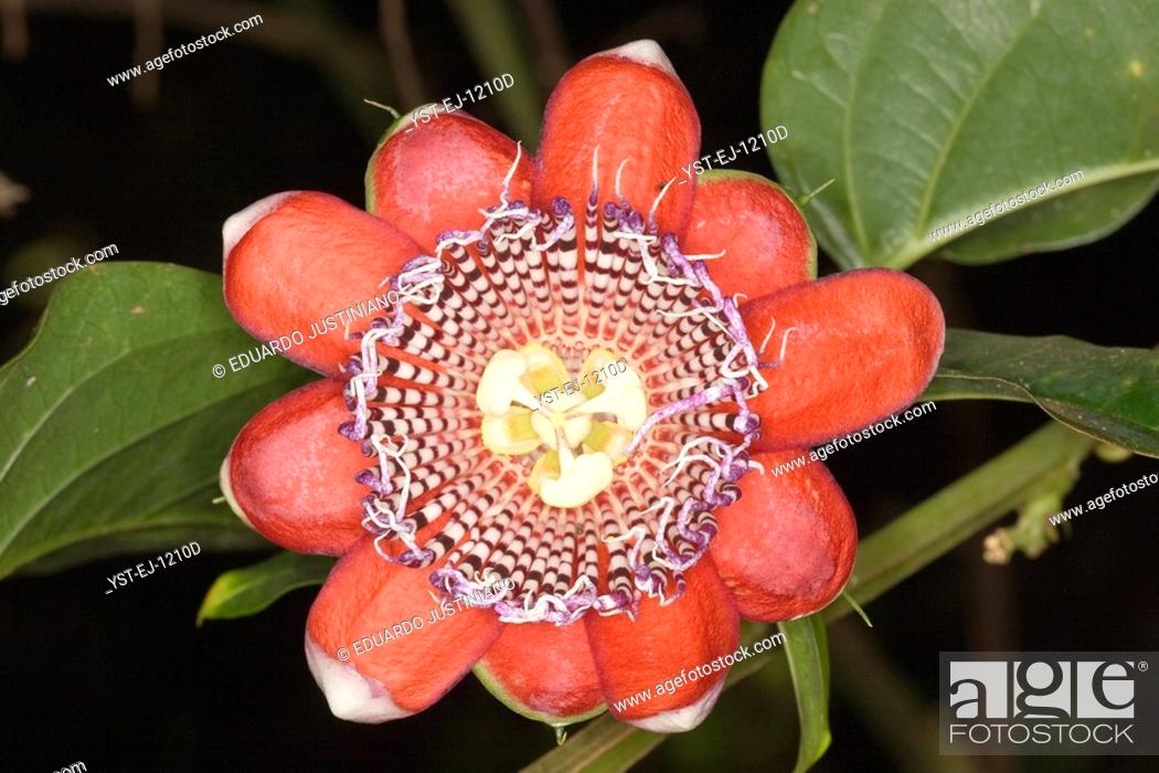 Maracuja-like fruits Beautiful Passiflora alata