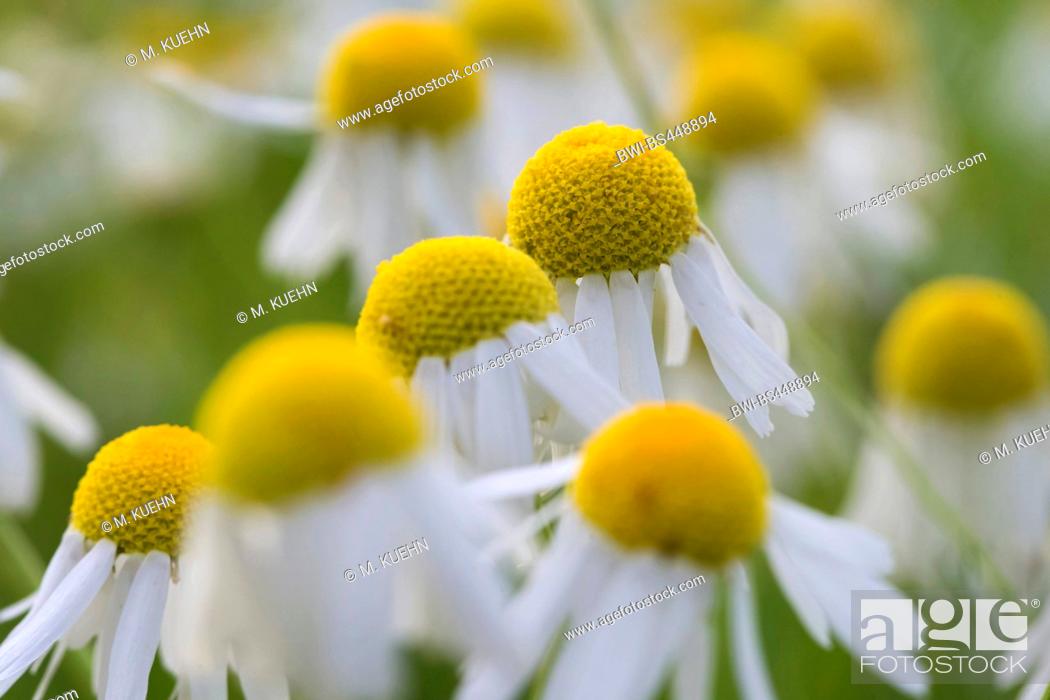 Stock Photo: scented mayweed, german chamomile, german mayweed (Matricaria chamomilla, Matricaria recutita), blooming, Germany, Bavaria.